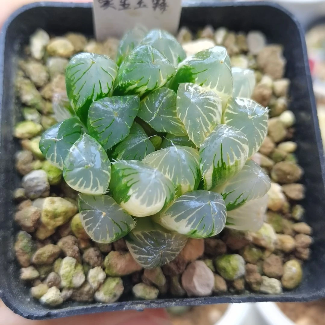 210号实生玉露锦一物一拍带盆土发货