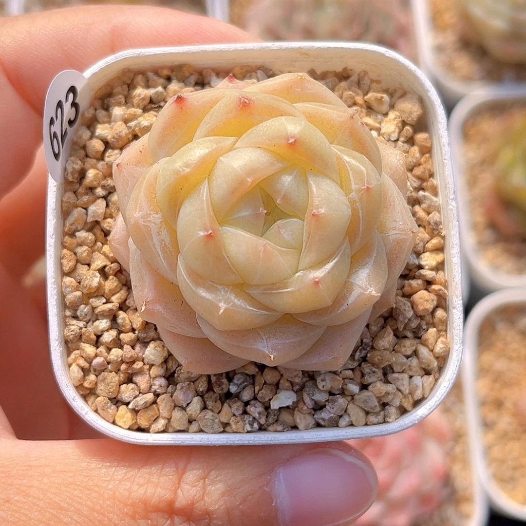 623 夏末 满18包邮