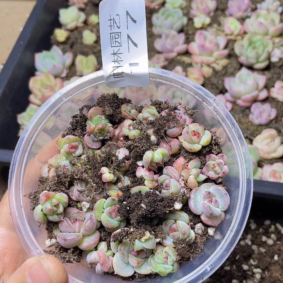 多肉植物多肉植物177