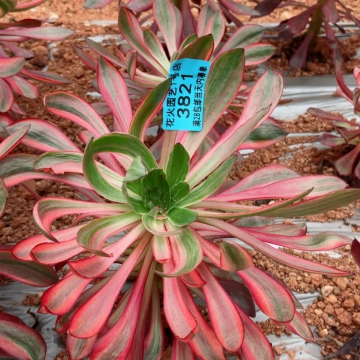 火凤3821多肉植物