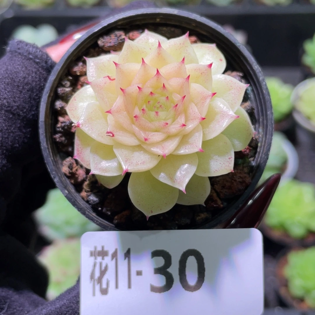 花利美11-30麦秆带侧芽