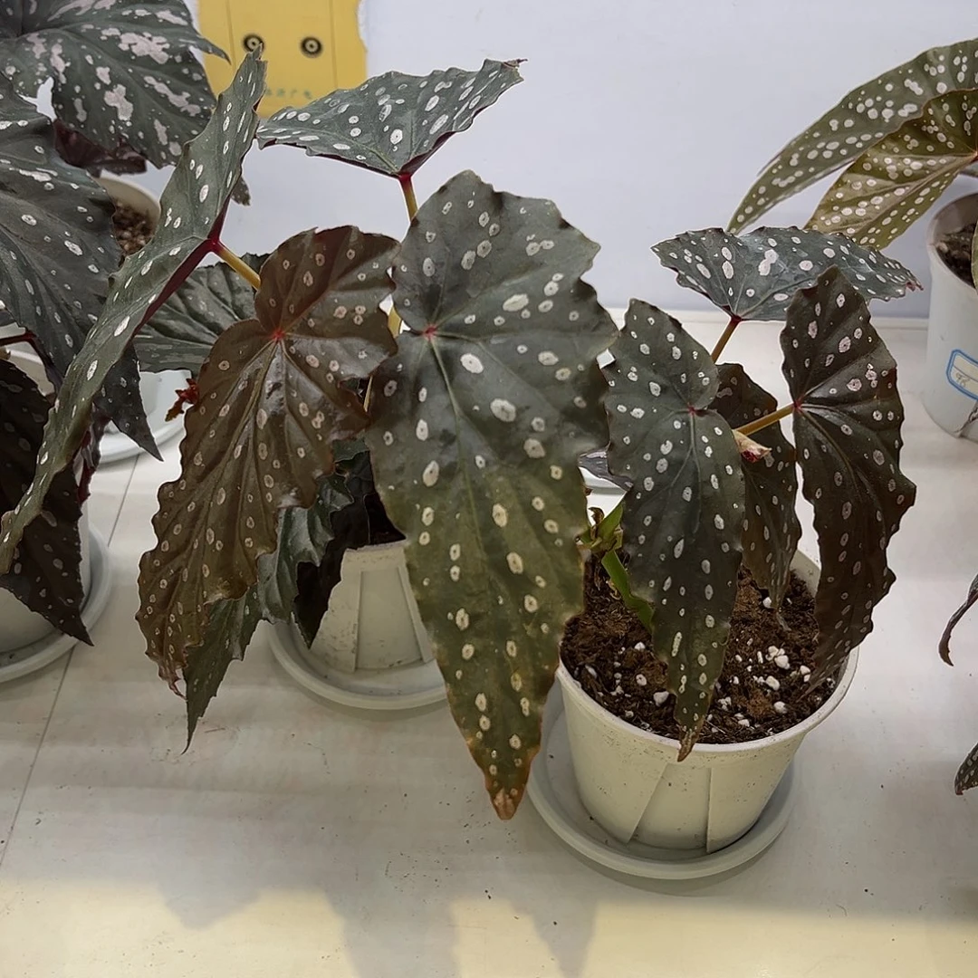 完全开放环岛旅行小众竹节
