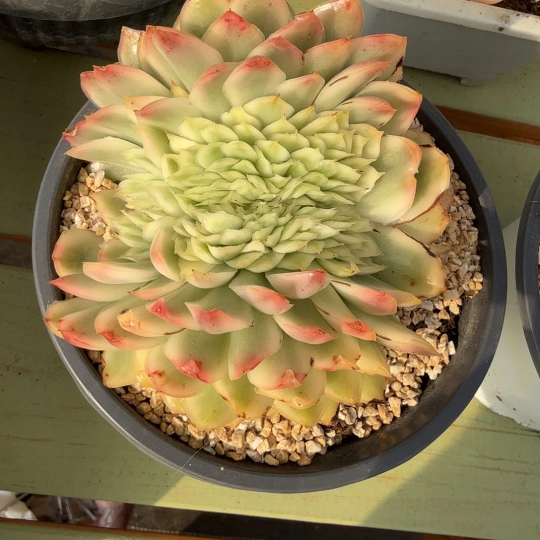 紫蝴蝶锦缀，锦上园艺一物一拍