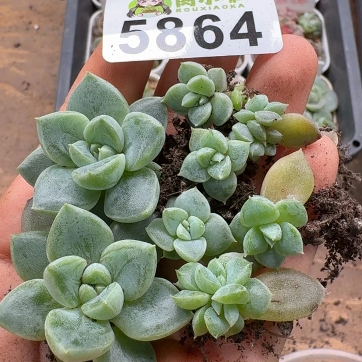 米***芽多肉植物多肉植物