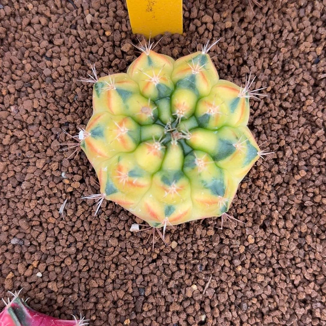 38-1114泰国发货多肉