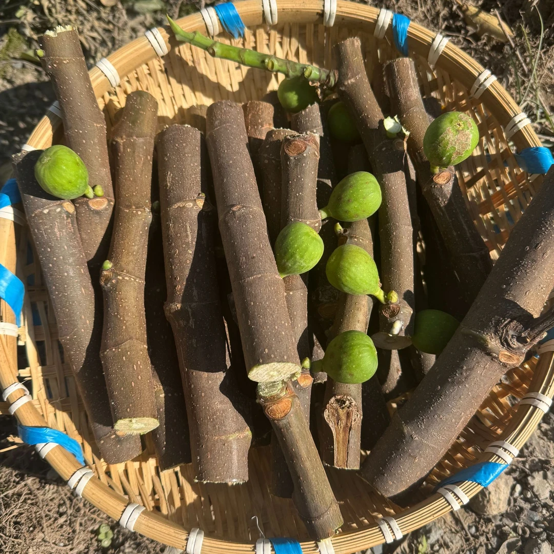 树，苗，无 花 果