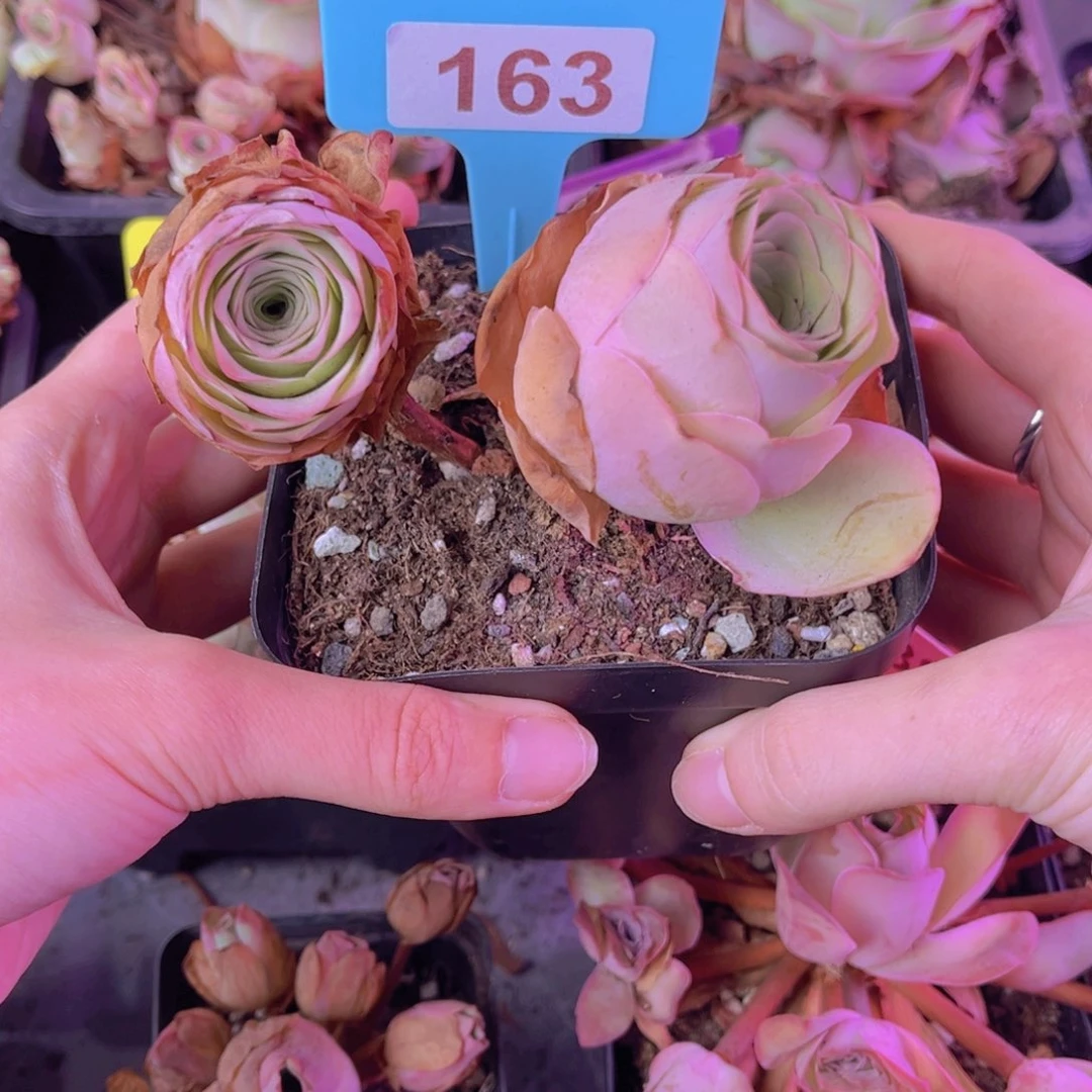 单品一物一拍163号