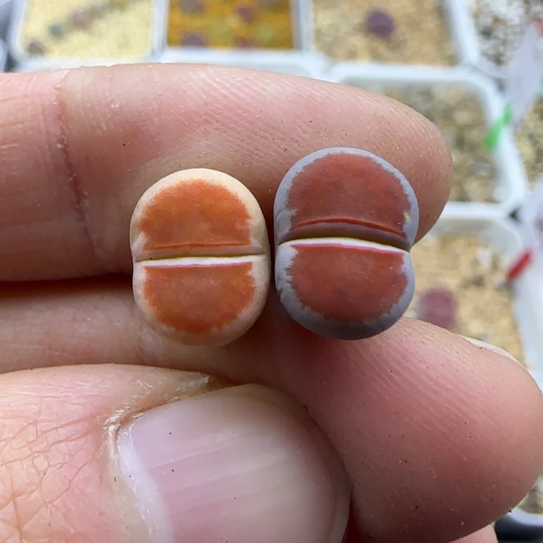 299丝绒朱唇清框福利30包邮