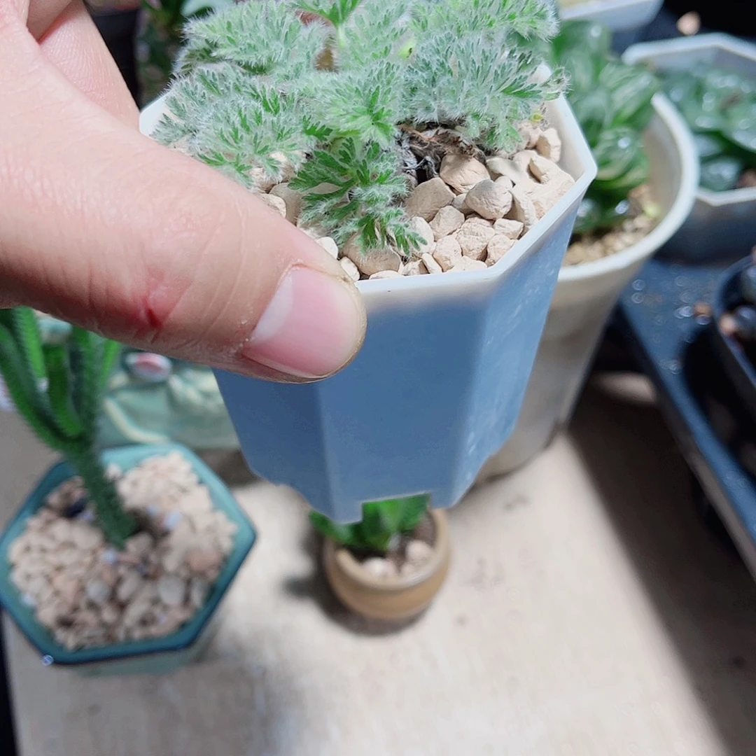 好看肉肉新手好养