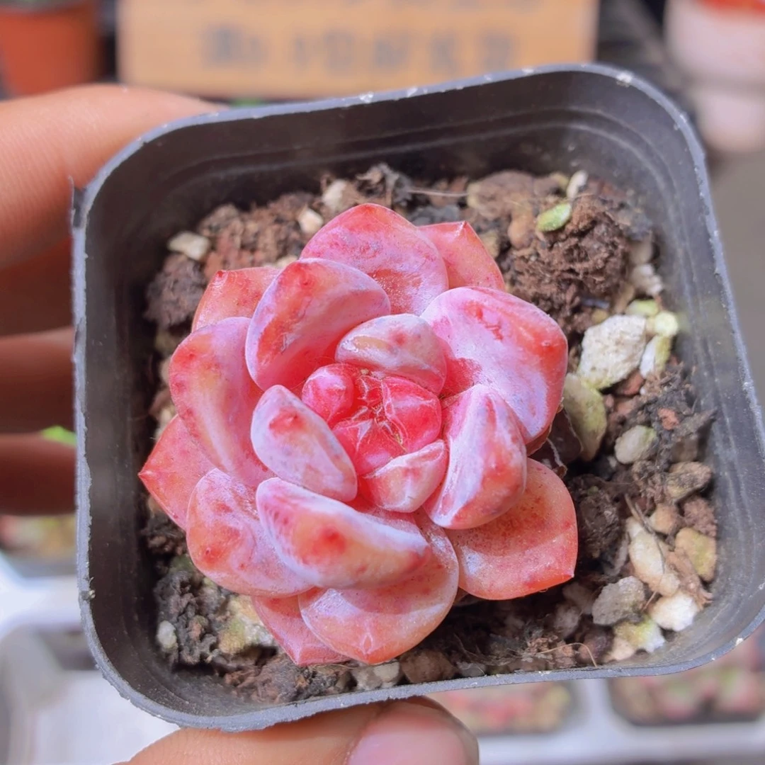 糖心多肉9.9包邮发货