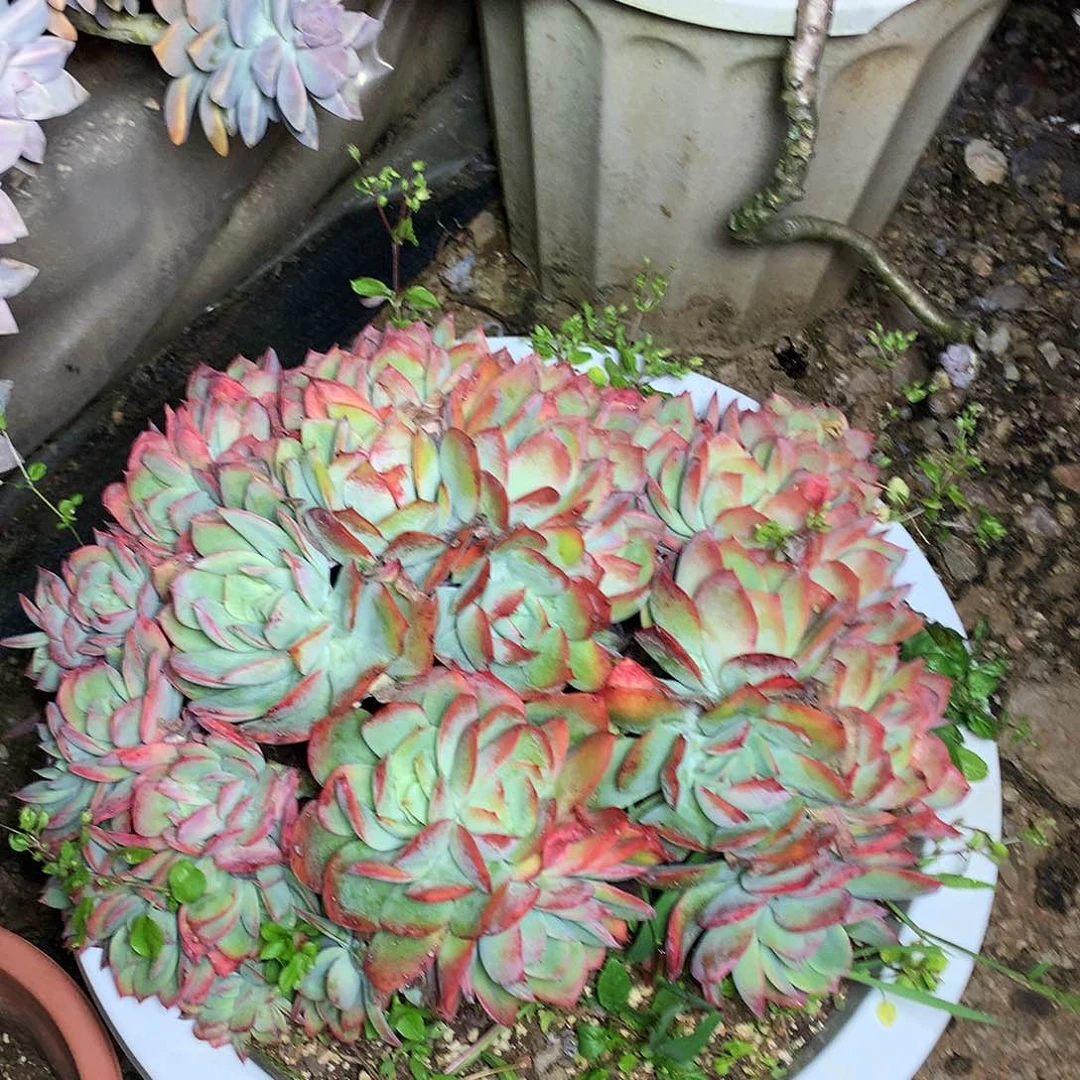 绮罗仙子一物一趴拍