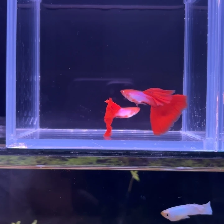 孔雀鱼辛加兰红尾白子两对