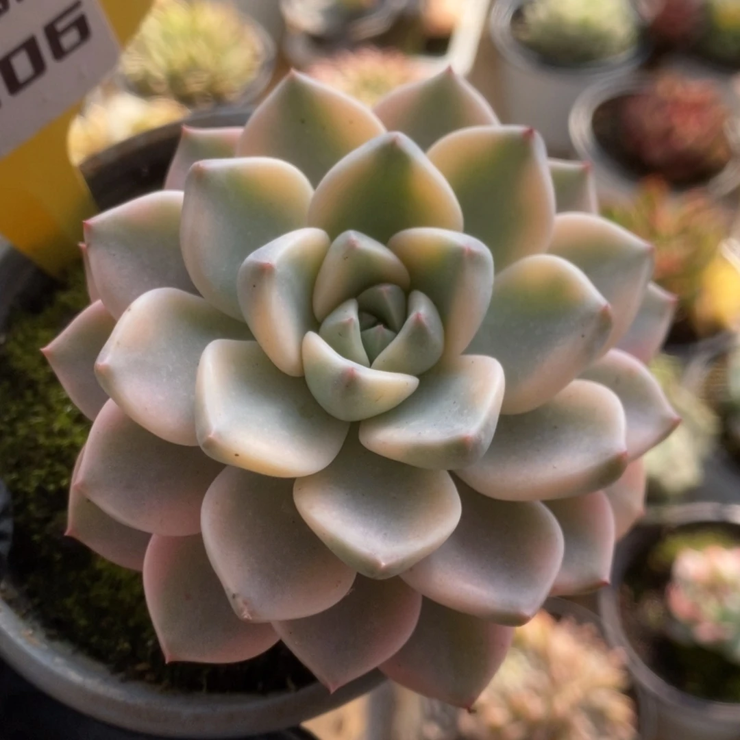 706红粉佳人锦锦锦锦锦