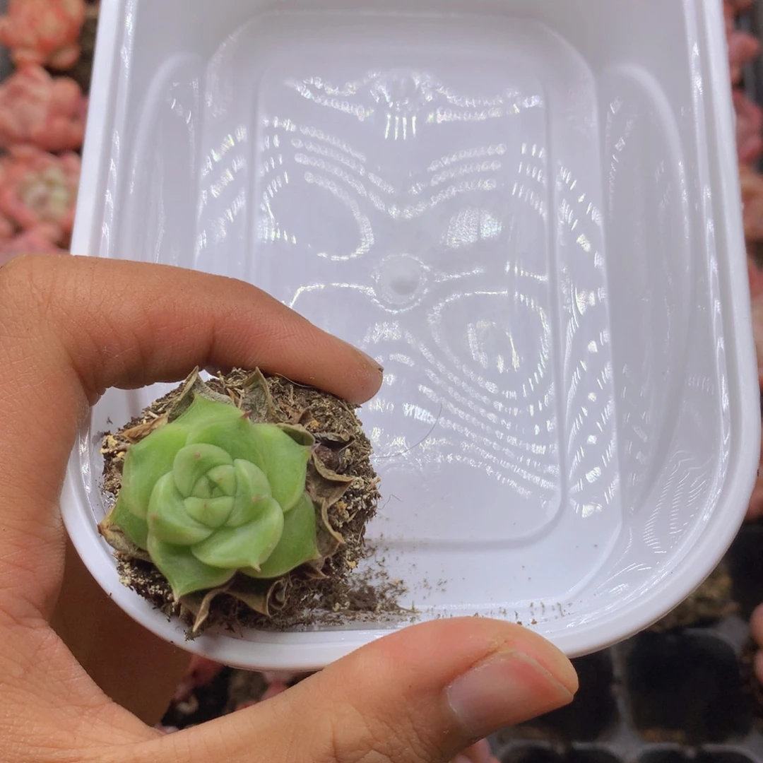 小***米我要私人订制海晴012