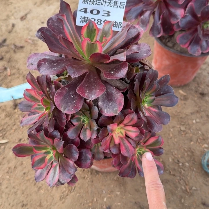 403二号棚美杜莎C