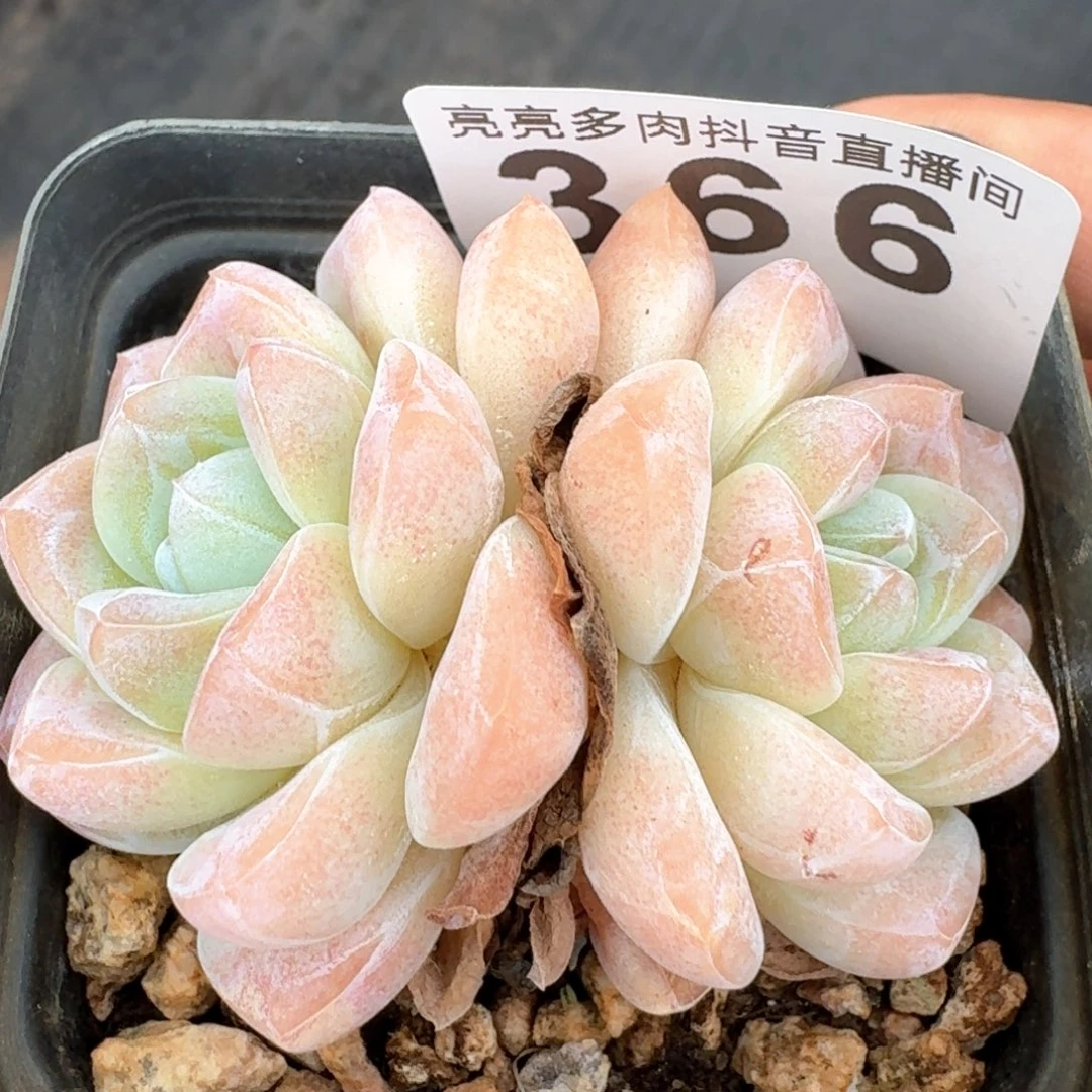 福利冰玉         多肉植物