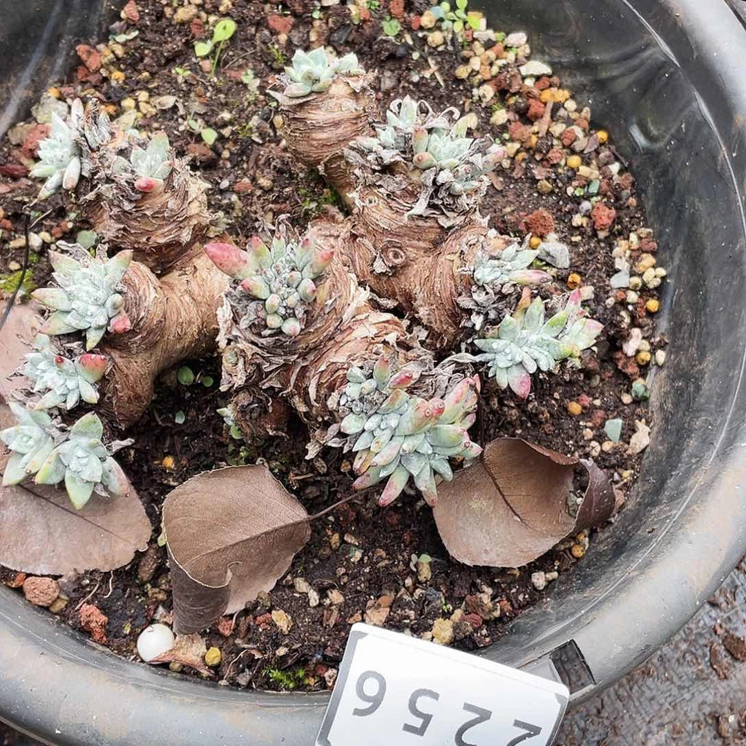 瑕疵特价不售后2256