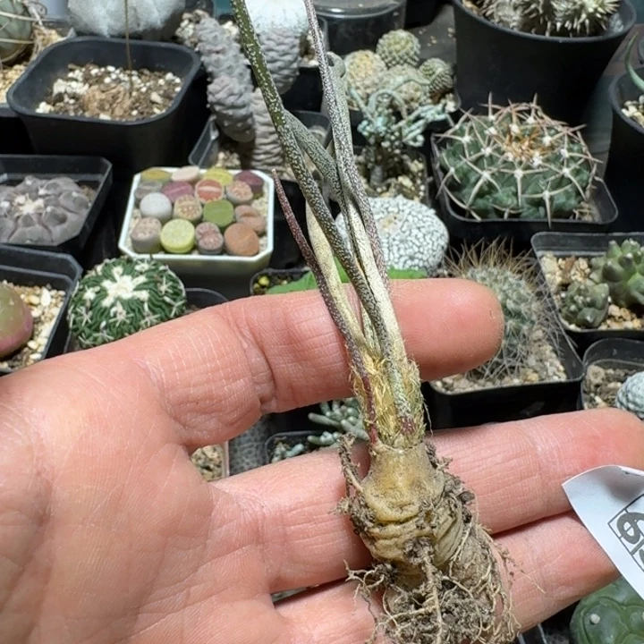 @***草655美杜莎脱土发货实生