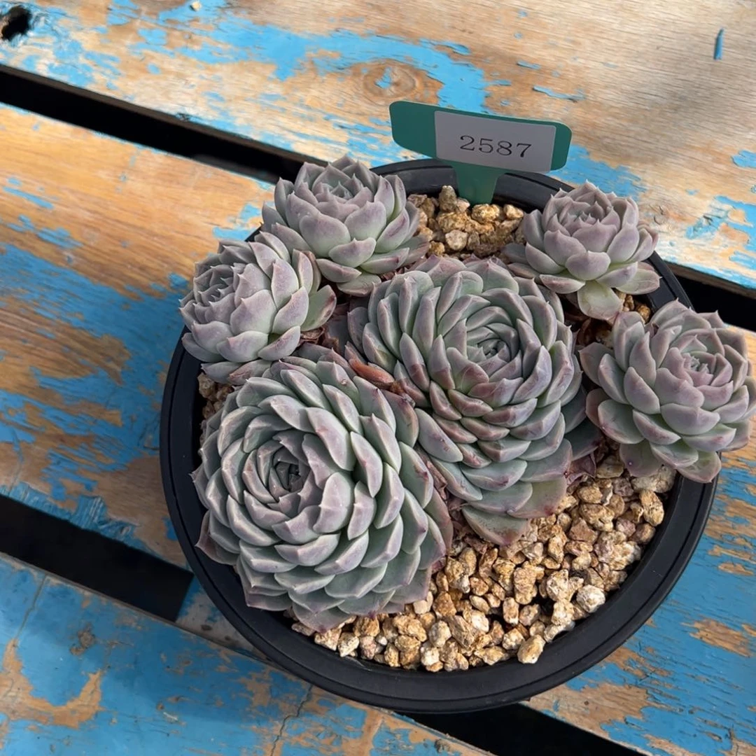 ?****?2587肉多哦多哦多么肉