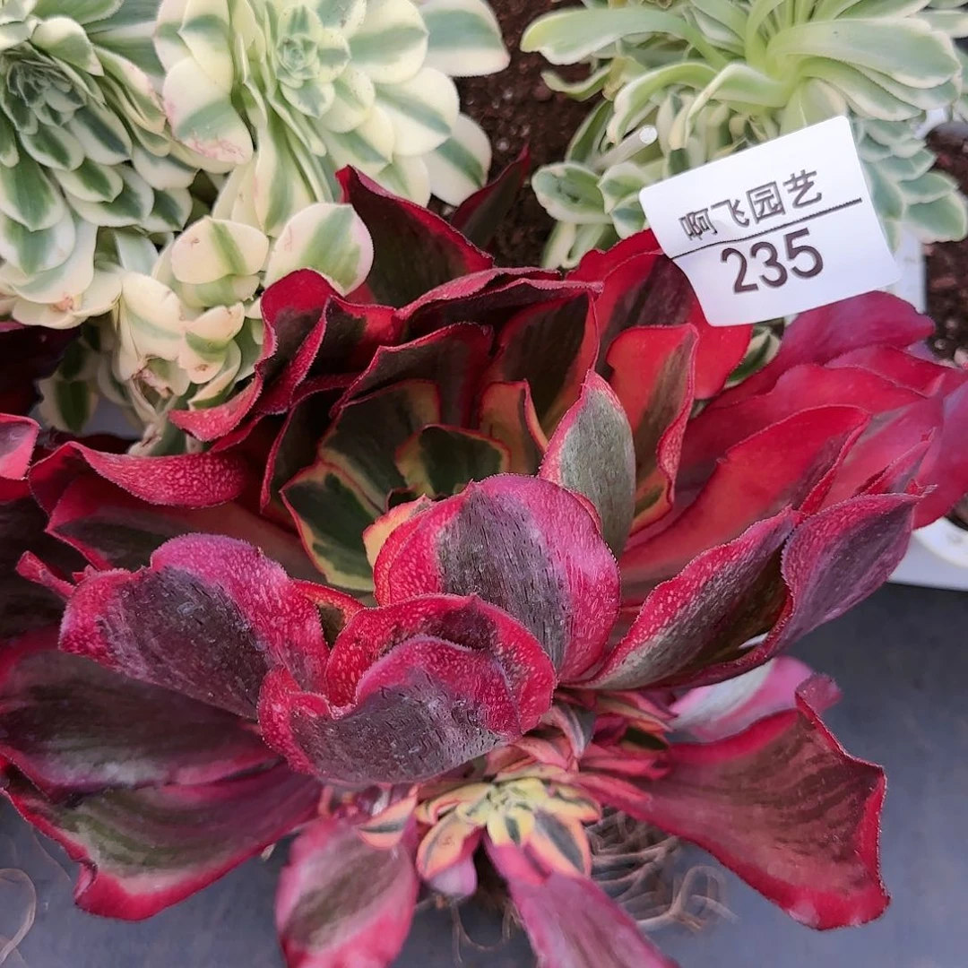 鑫**?235多肉 魅影寄养