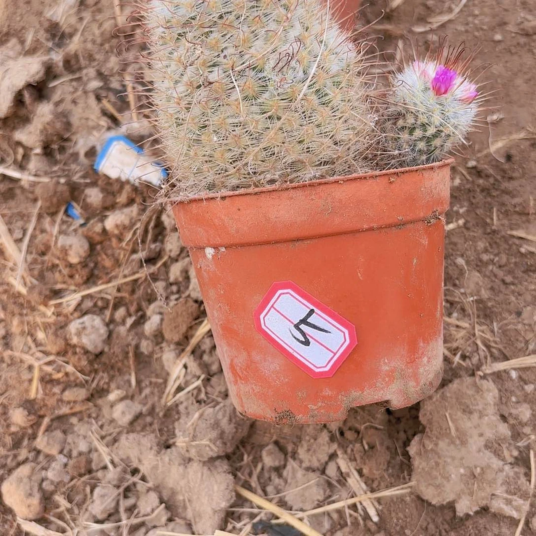 芯*5号实生仙人球带盆