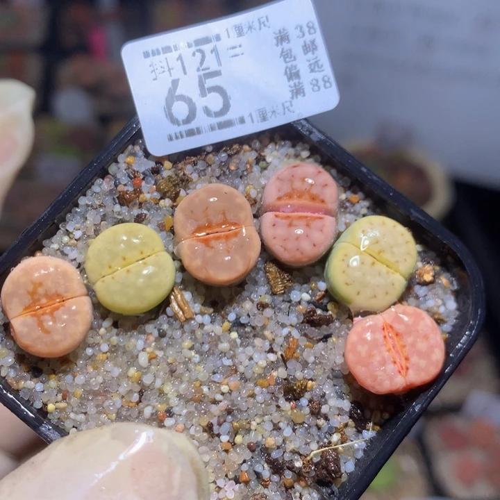 精品生石花121.65