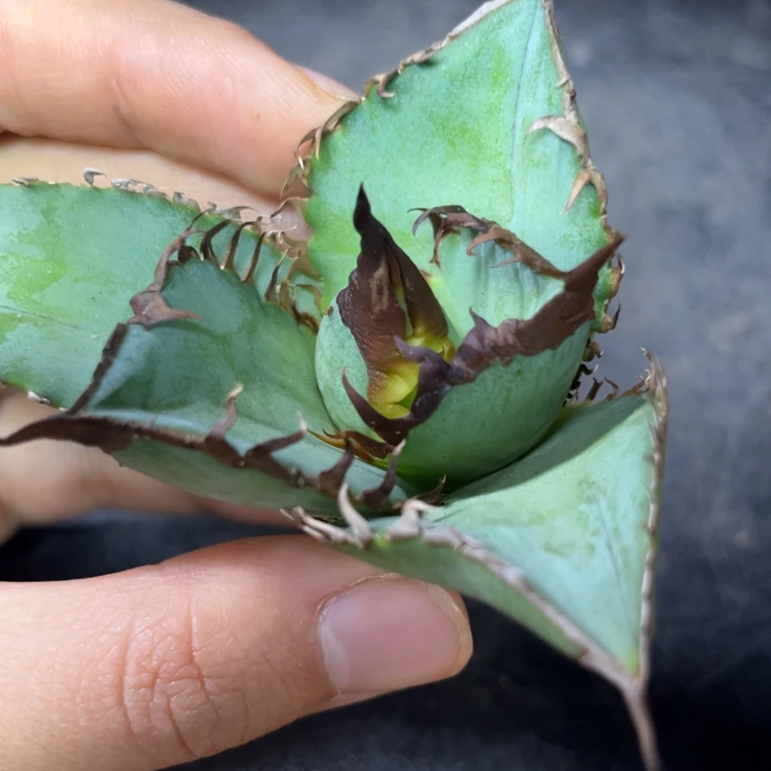 龙舌兰仁王冠优选顶芽