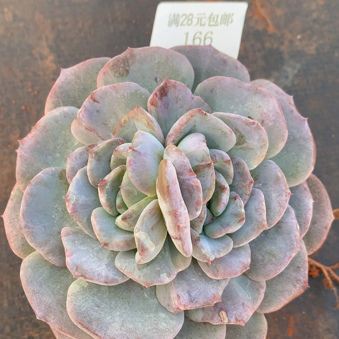 【闪购商品】云166号