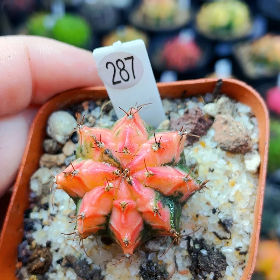 非偏远地区满25裸根发货仙人球