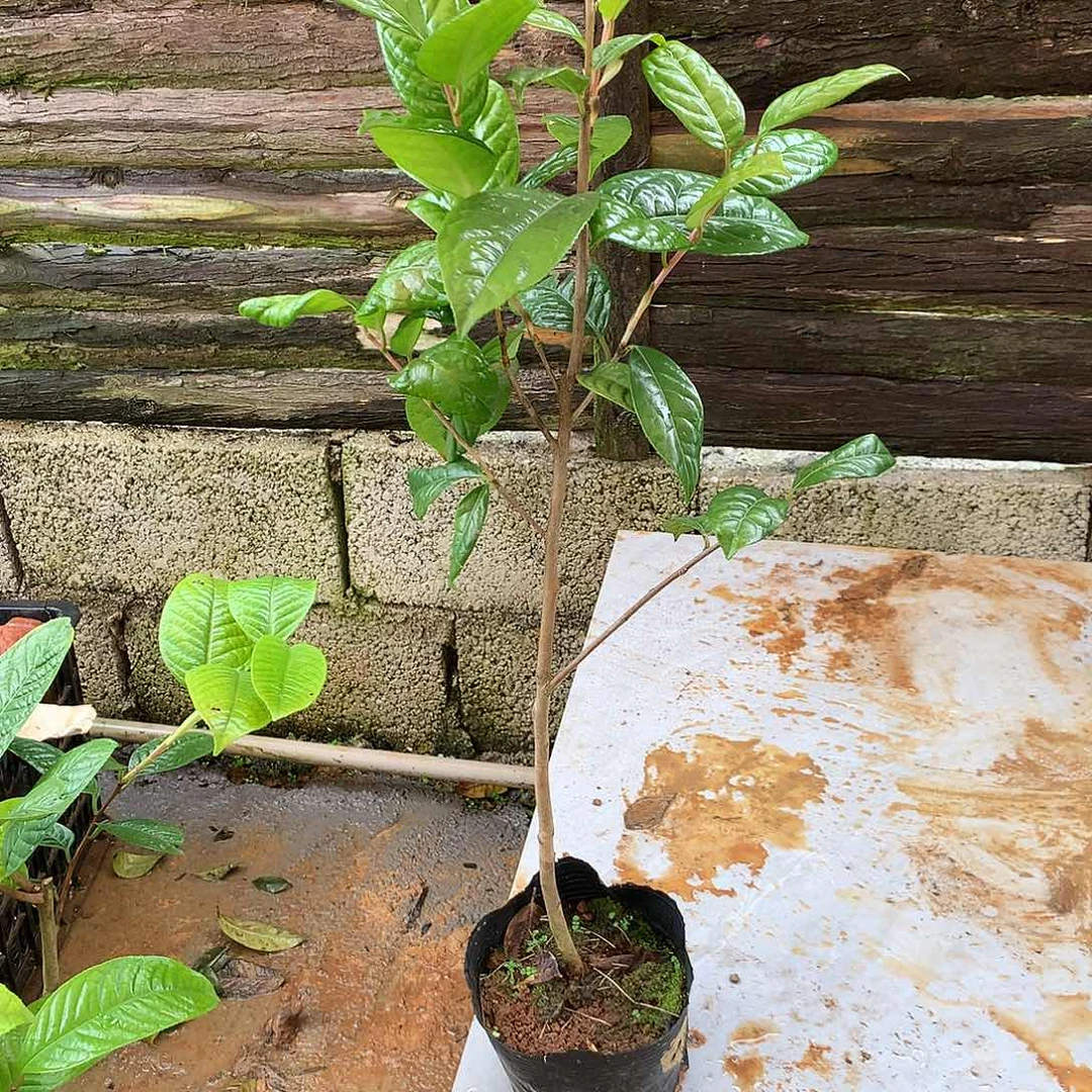 李***智无花朵防城金花茶