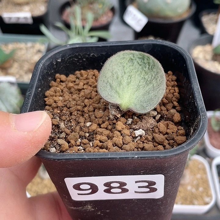 983产地猪耳朵奇峰锦