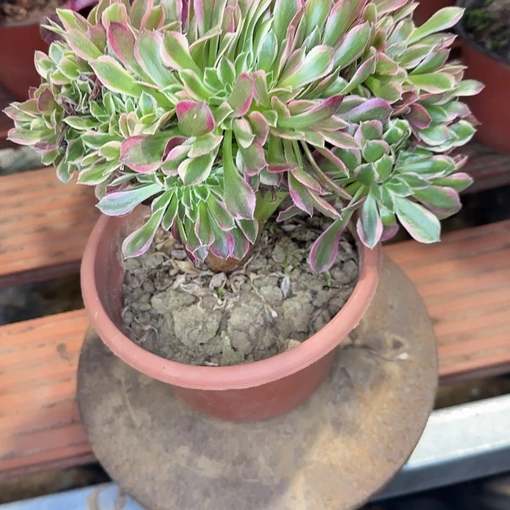 女神缀化多肉植物438