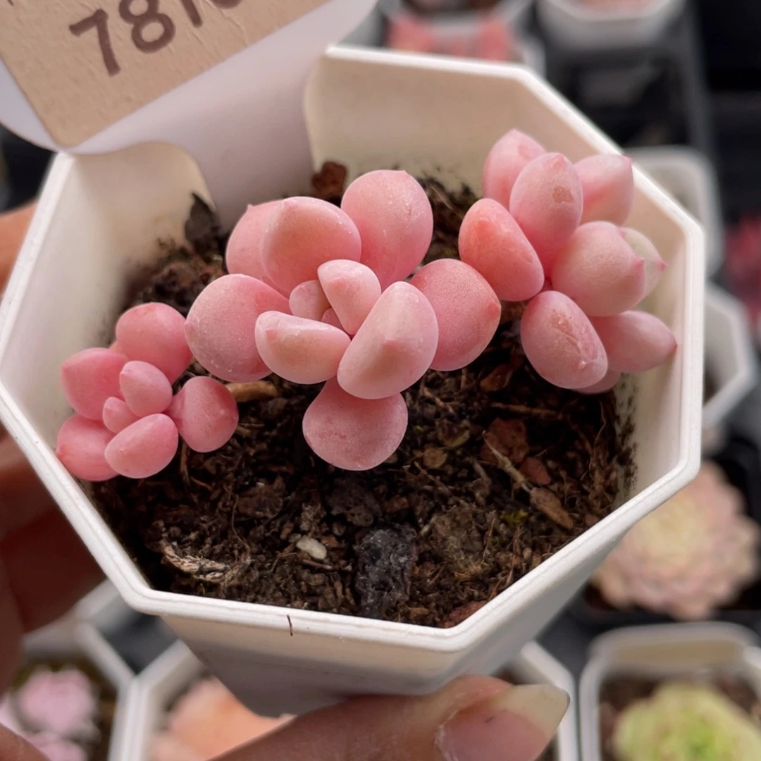 白鹭7810-6.0厘米