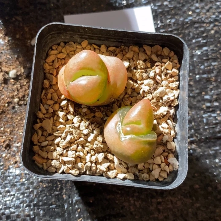 22340。  一盒怪。 带盆发。