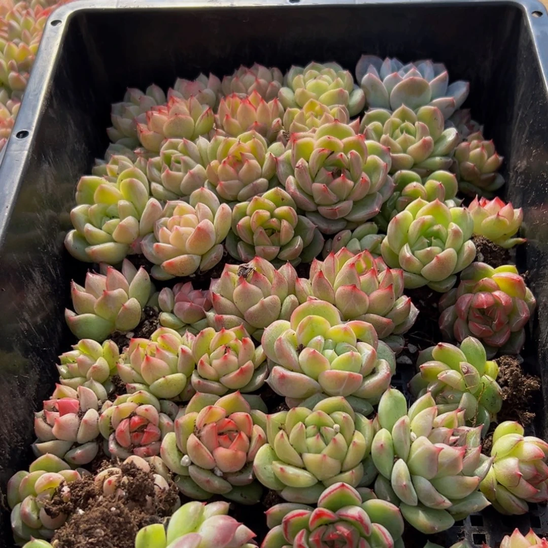 709多肉葡萄的价格是