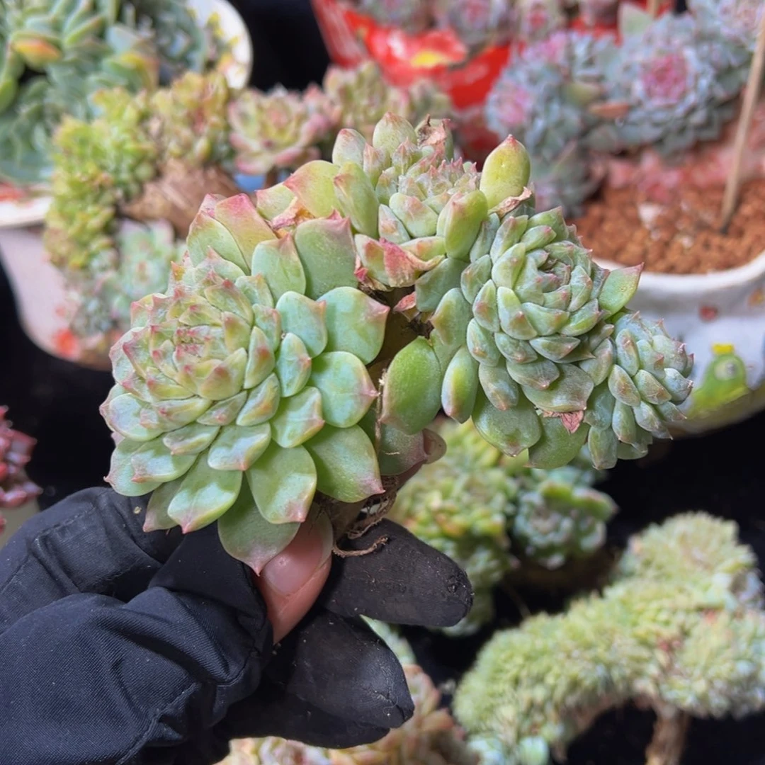 黄钻6头小树天天开心