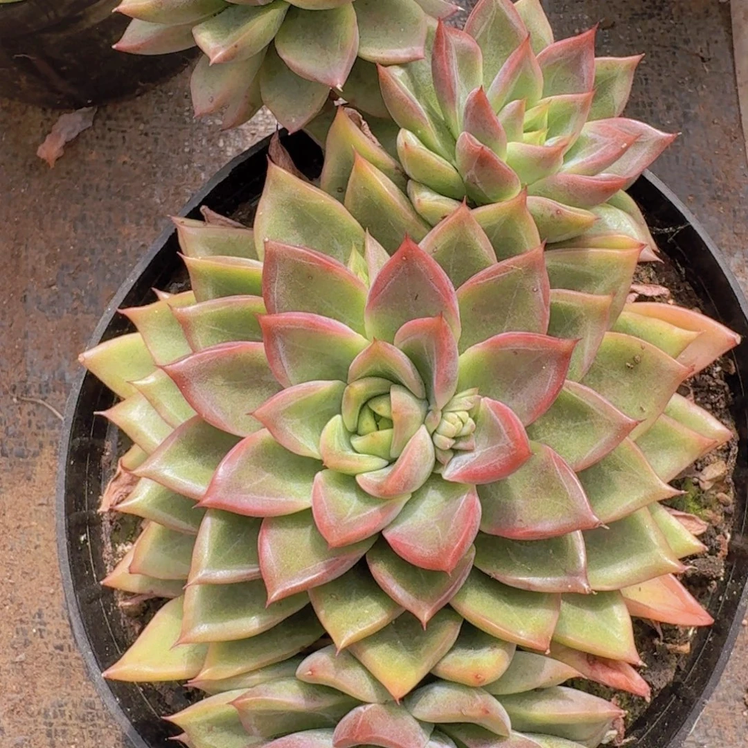 1303杂交凡艺多肉