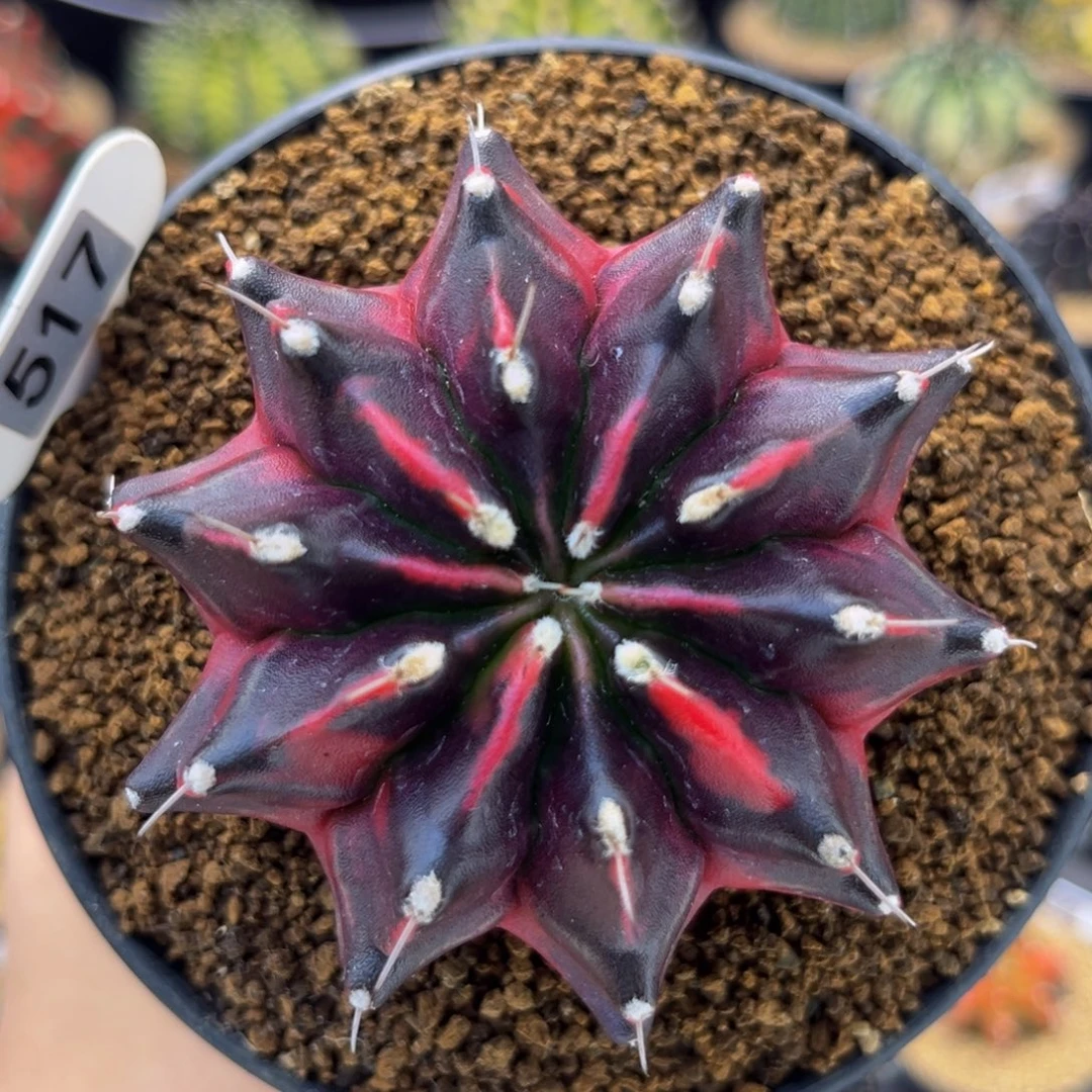 山竹锦 米哈仙人球