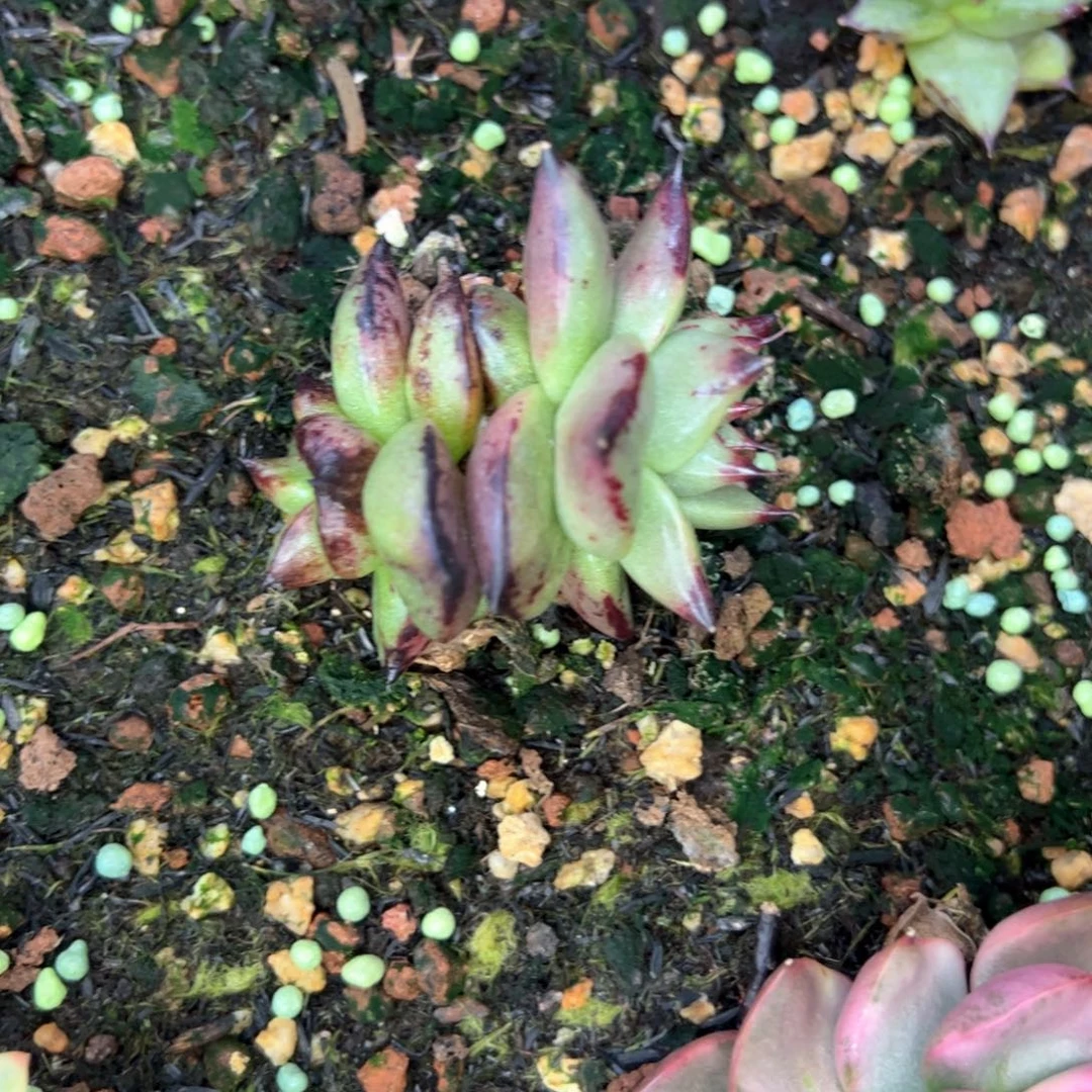 多肉植物，多肉植物