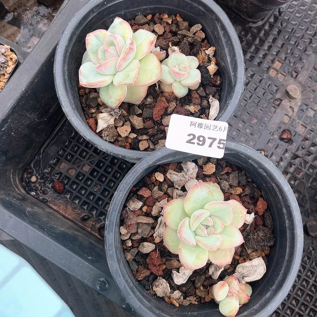 阿雅园艺。  2975泡芙