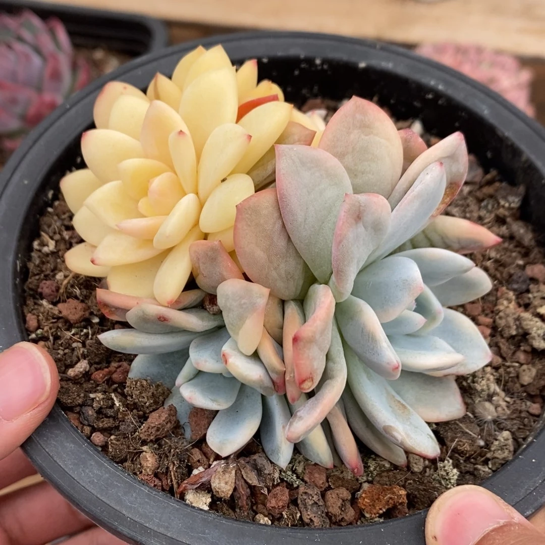 梦露锦多肉植物7770