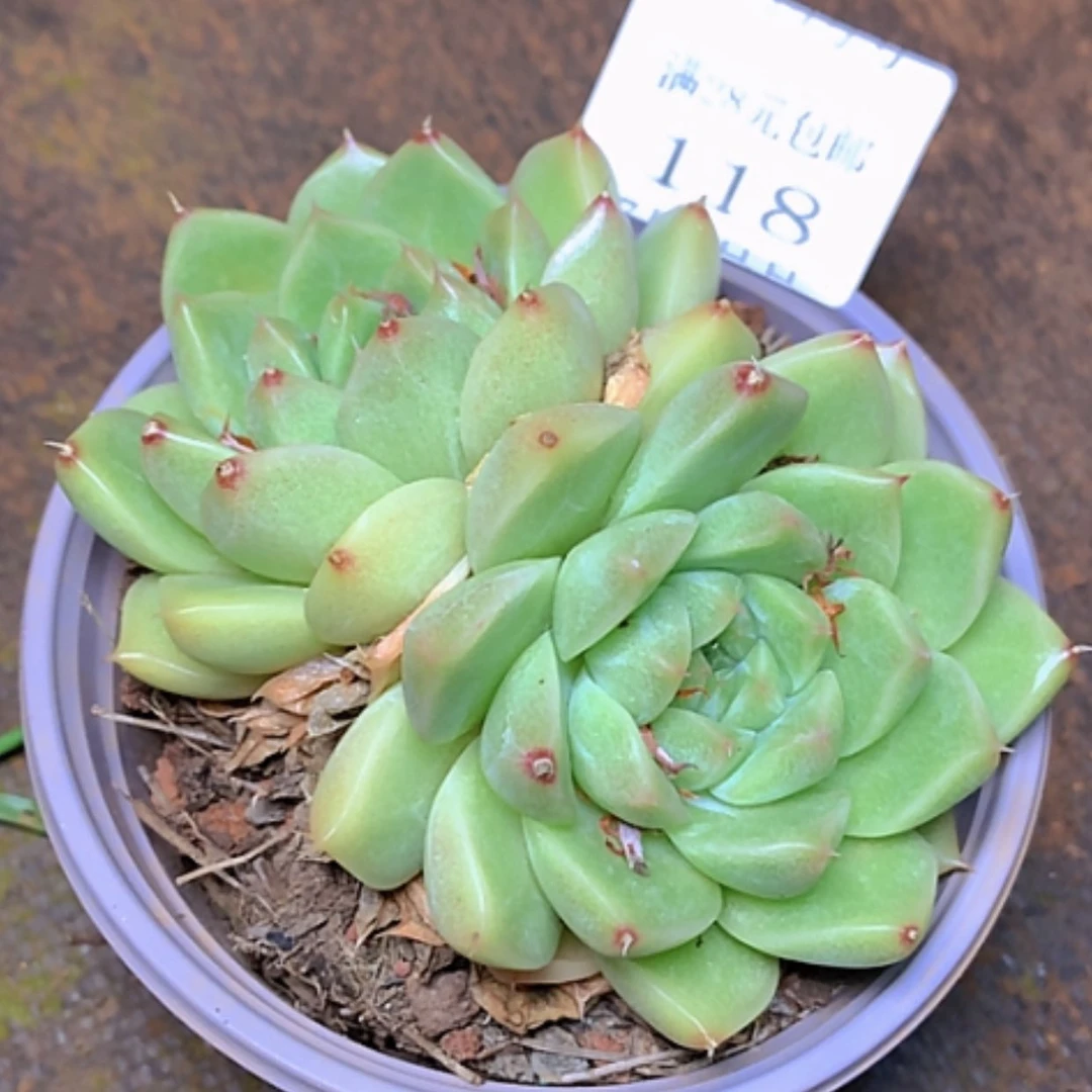 【闪购商品】云118号麦秆