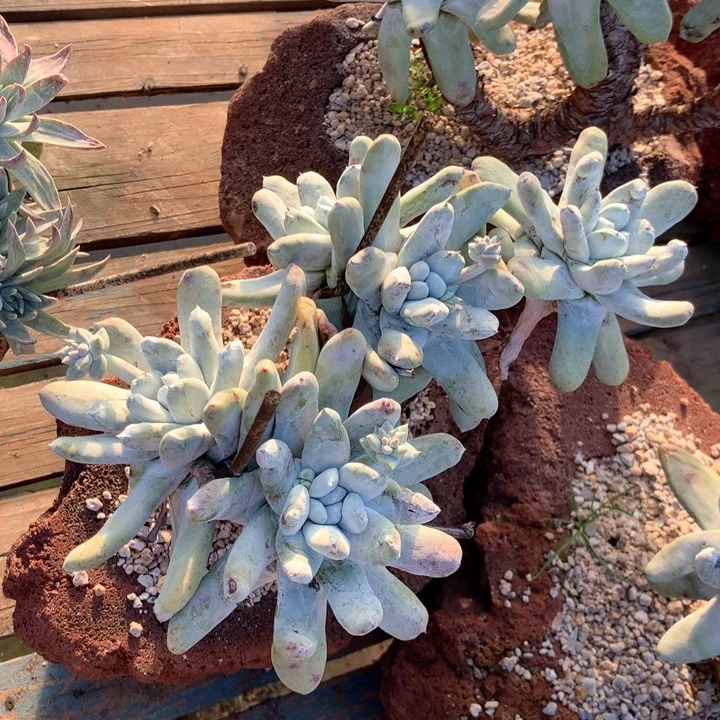 拇指，多肉植物啦啦啦啦啦