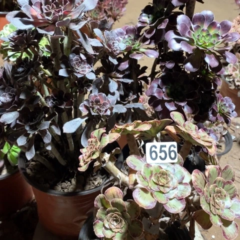 656三颗法师多肉植物