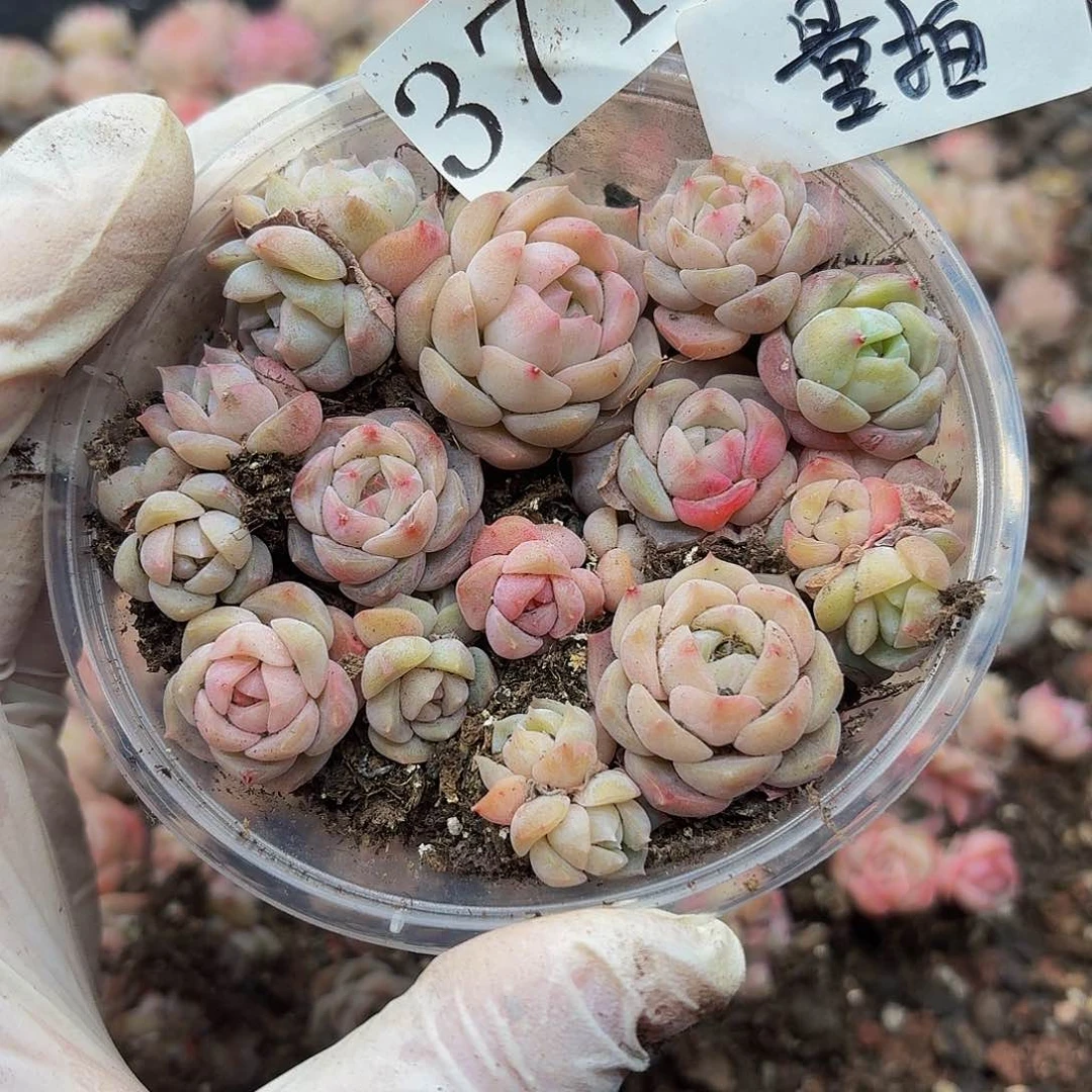 多肉植物多肉植物371量拍