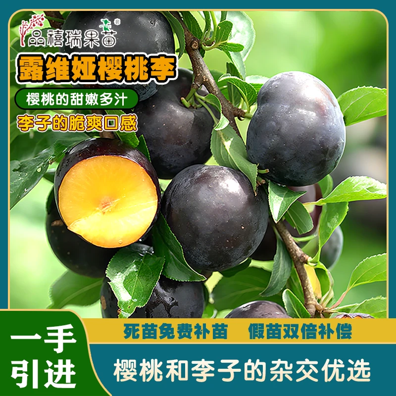 露维娅樱桃李/樱桃和李子杂交品种/像成熟的车厘子口感与独特果形