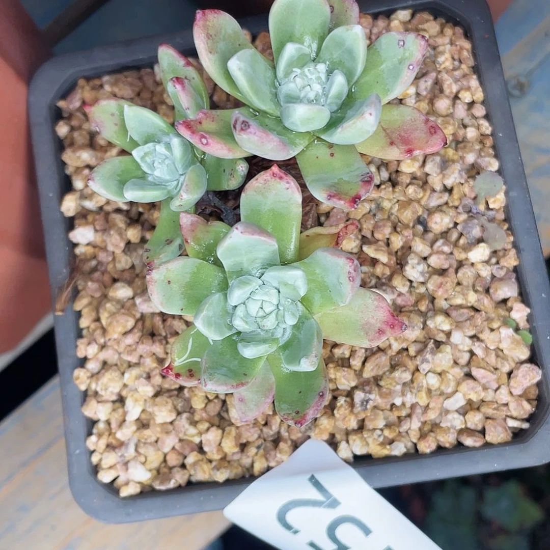 F*K苹果叶老爷头8152