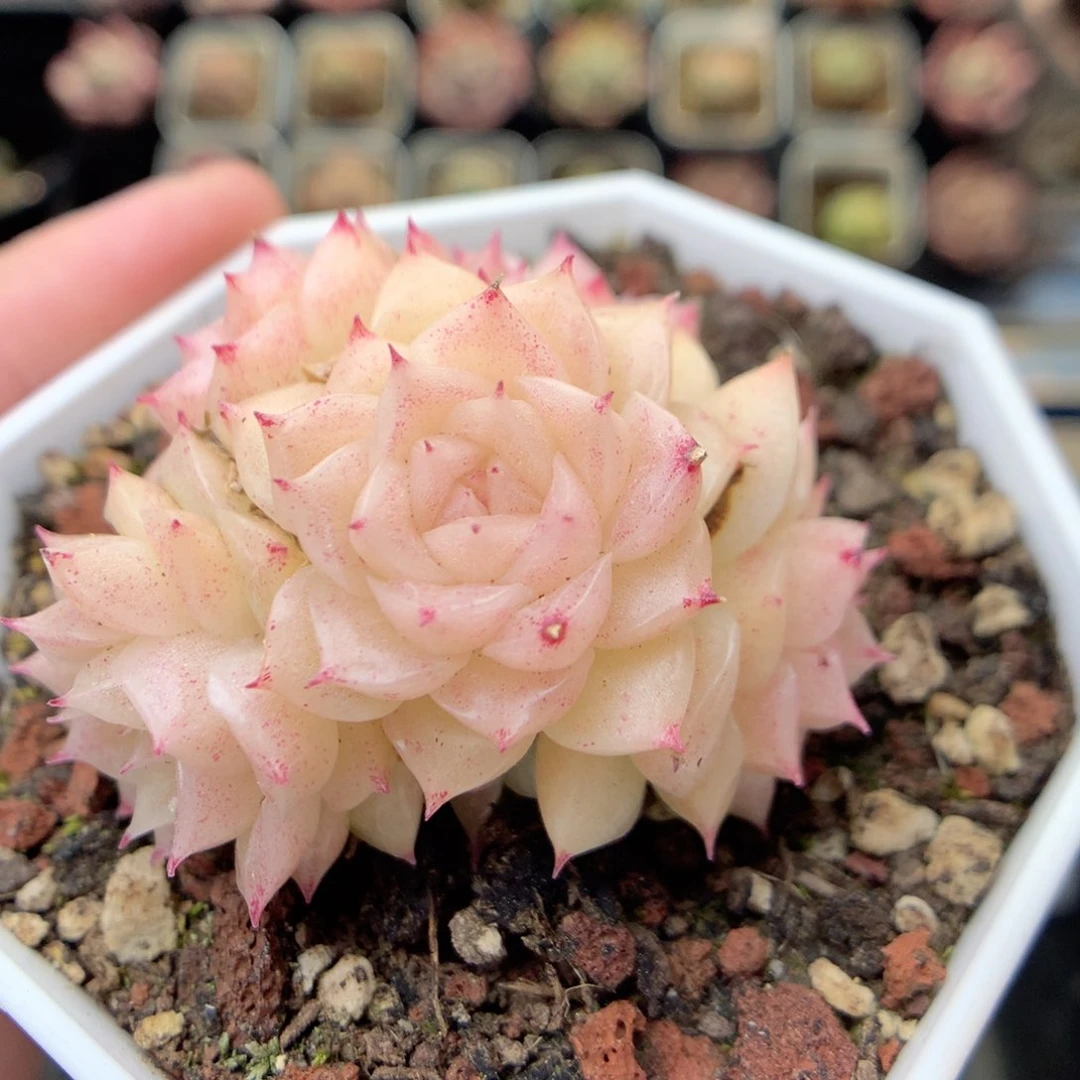 G94 ，20包邮两天凑单偏远不发货