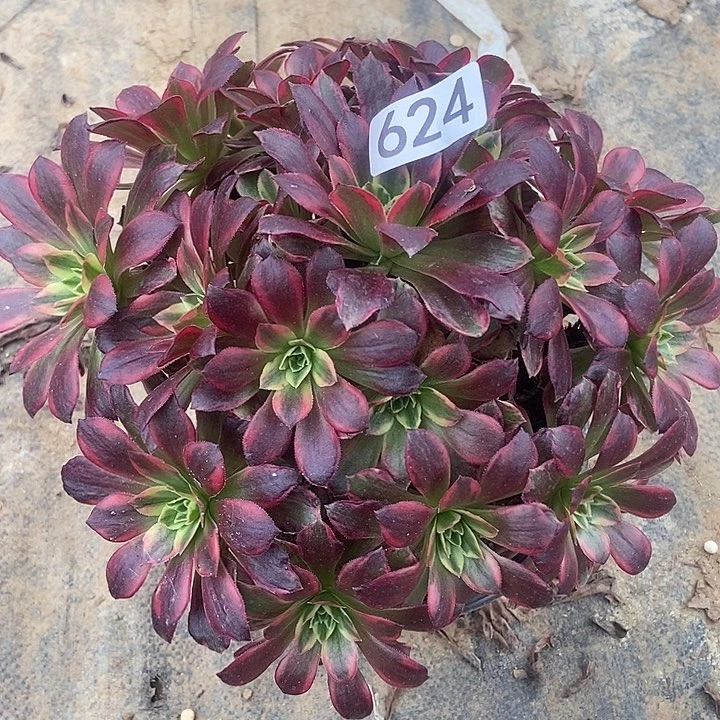 荷兰玫瑰锦624多肉不包断