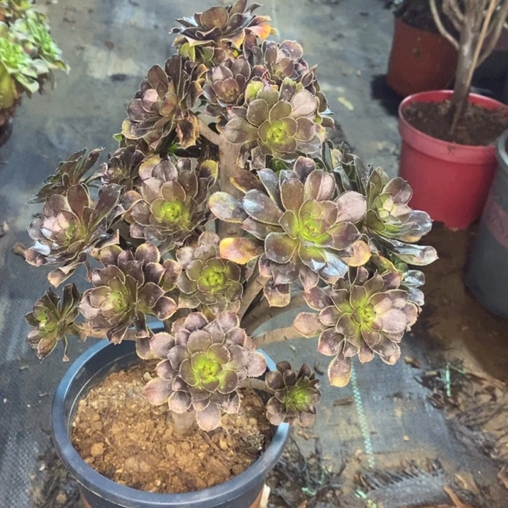 灰法多肉植物78。